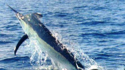 883-Pound Marlin Caught off Coast of North Carolina Lands Boat’s Owners in Court