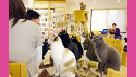 Optimized-cat cafe