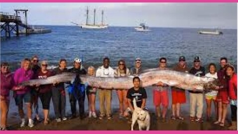 Modern Day Sea Monster Found Dead