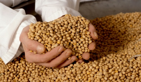 U.S. Soybean Supply “Near Critically Low”