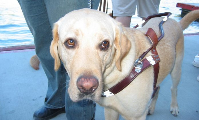 guide-dogs-1485725-1281