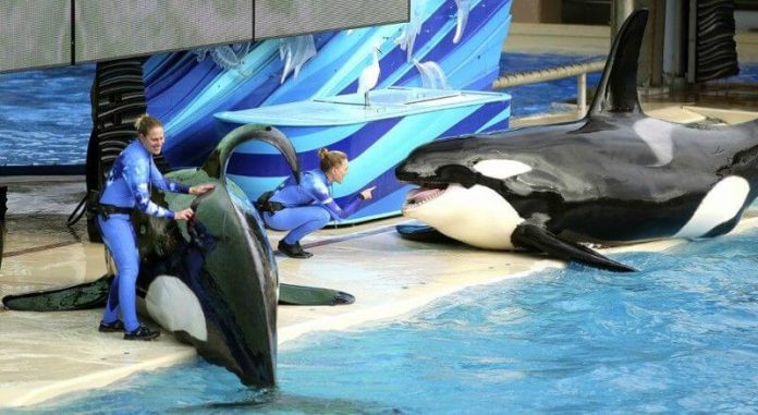 SeaWorld Orcas