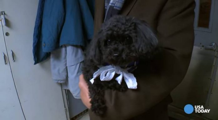 This black teacup poodle is on a mission.