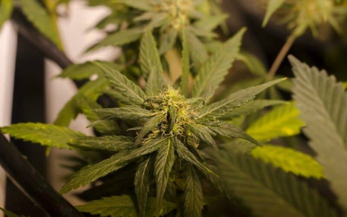 marijuana-compressed marijuana