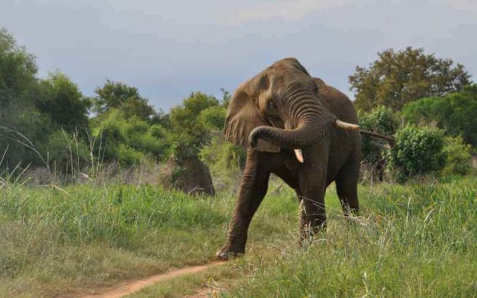 African elephant