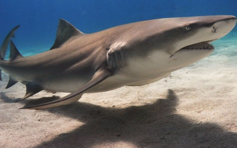 lemon shark