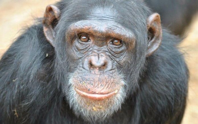 chimpanzee