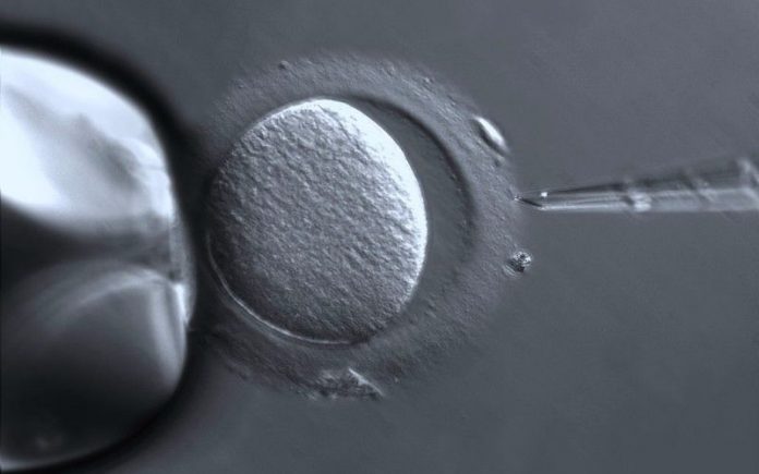 in vitro fertilization