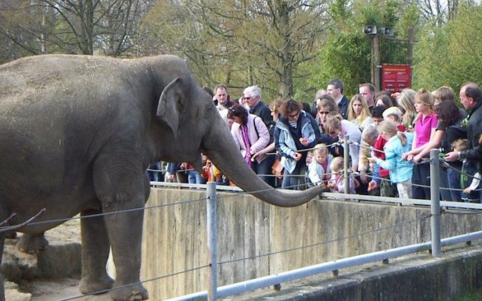 Zoo elephant