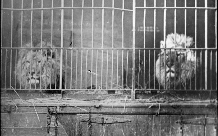 caged animals